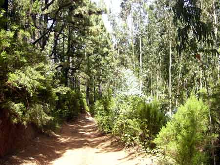 La Esperanza Forest