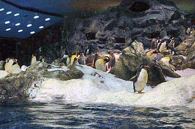 Penguins in Planet Penguin, Tenerife